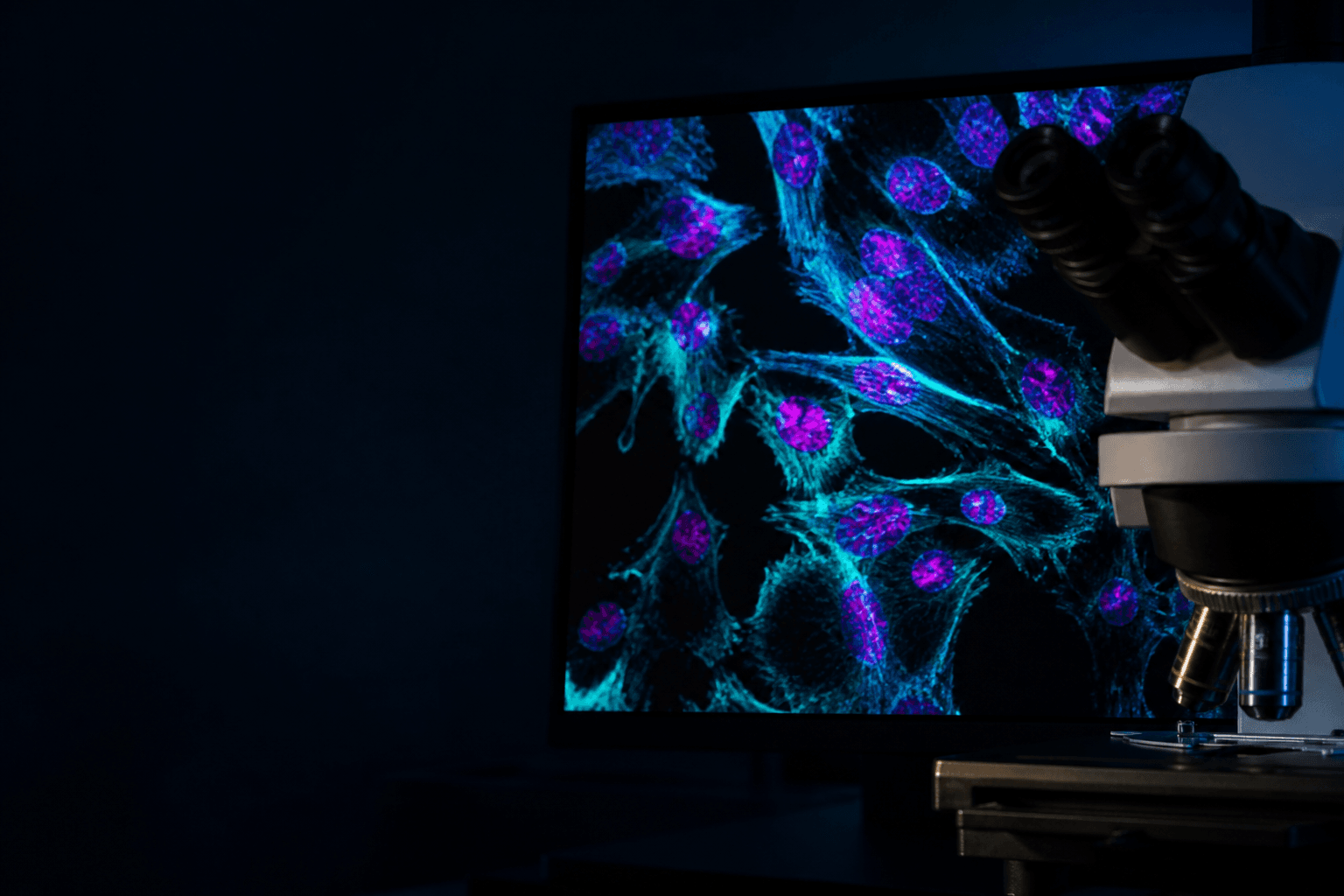 Fluorescence microscopy image of stained cells displayed on a monitor beside a research microscope.